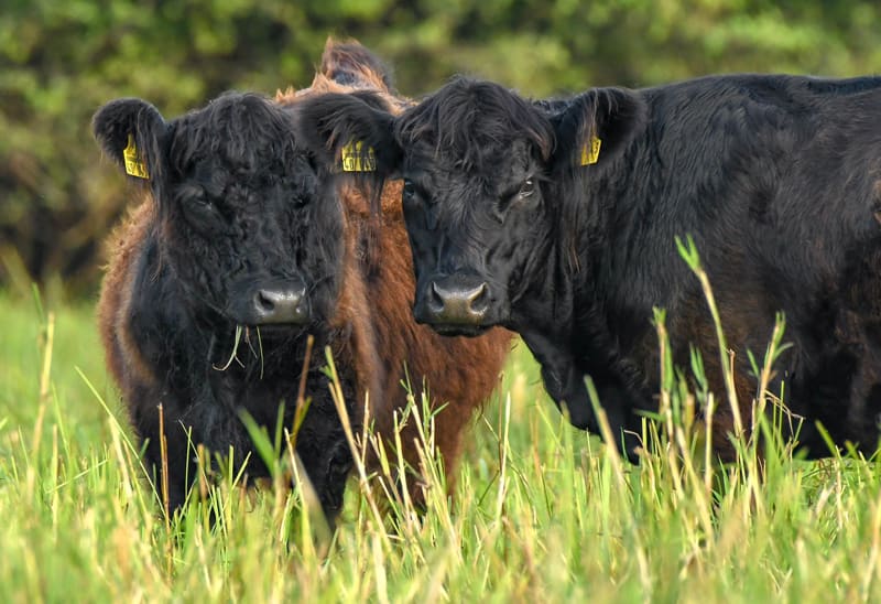 Zwei Rinder auf der Wiese