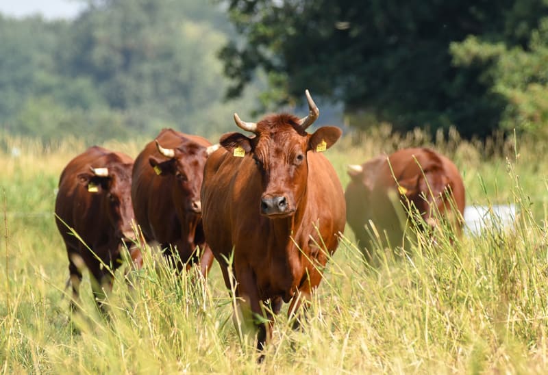 Vier Rinder auf der Wiese