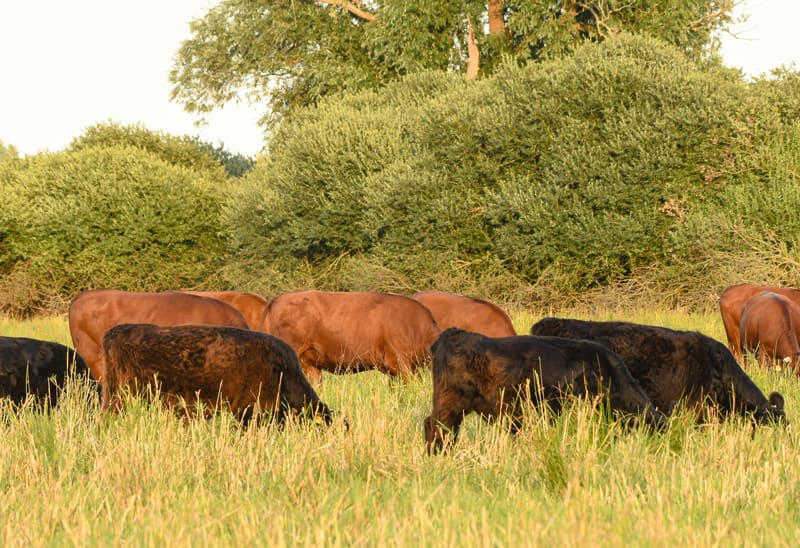 Rinderherde auf der Wiese