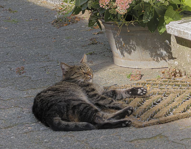 Hof-Katze sonnt sich